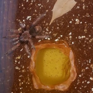 Brachypelma baumgarteni