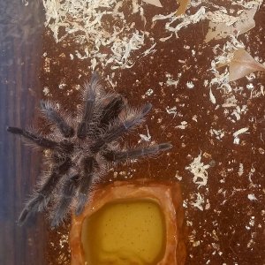 Brachypelma albopilosum