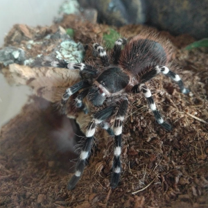 A. geniculata - Maisa