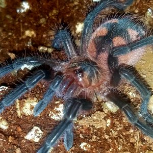 Purple starburst juvenile