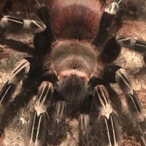 Yandu —Juvi Male N. chromatus