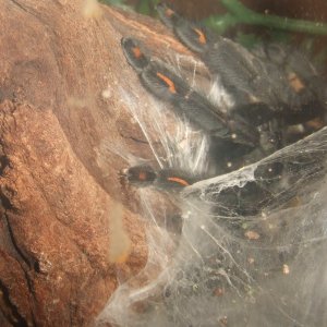 Psalmopoeus irminia - Sierra