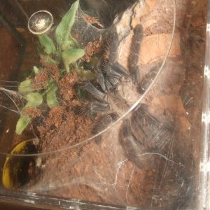 Cyriopagopus sp Hati Hati - Sula