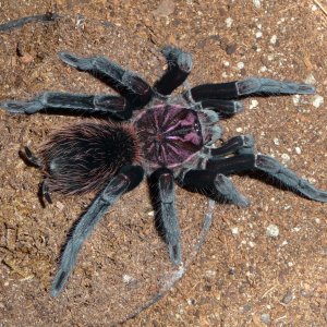 Xenesthis intermedia 8i; 4.75" DLS; Molt date 4-13-18; Photo'd 4-18-18