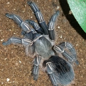 A. seemanni female