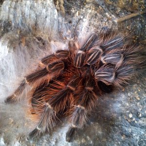 Crimson......Acanthoscurria  sp Red