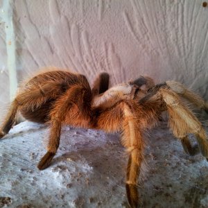 Caramac.... F Aphonopelma Chalcodes