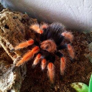 Rhapsody.....Brachypelma boehmei