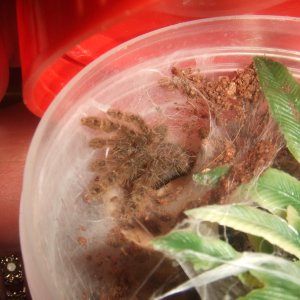 Stromatopelma calceatum - Sahara