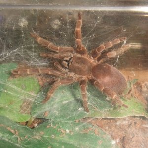 Phlogiellus sp. Khao sok - Hwan