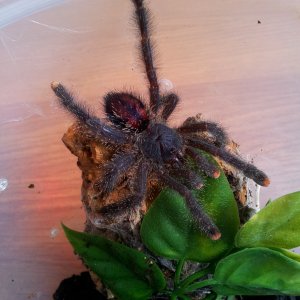 Tunja........Avicularia metallica