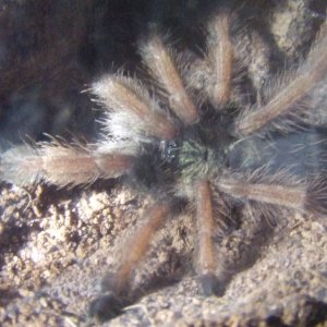 Psalmopoeus pulcher - Pacora