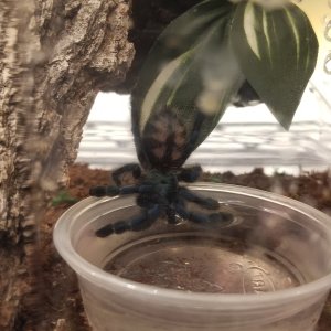 Thirsty C. versicolor :)