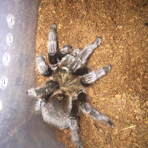 Aphonopelma hentzI