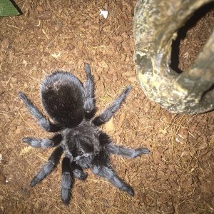 Grammostola pulchra