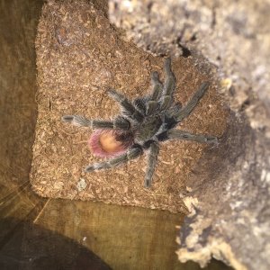 Thrixopelma ockerti