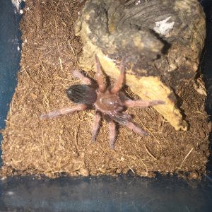 Brachypelma boehmei