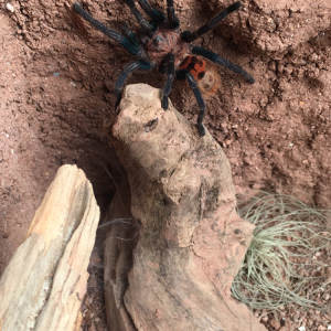 GBB enjoying its new enclosure.