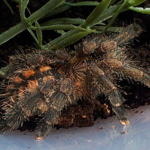 Cartago....Avicularia sp Colombia