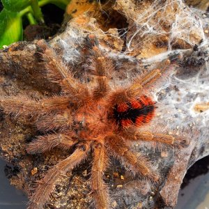 Kamarang....Avicularia minatrix