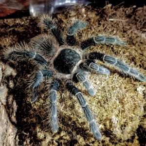 L klugi Justina molted 5-5-2018 2nd day
