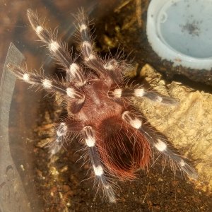 Acanthoscurria geniculata