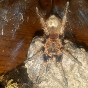 Thrixopelma lagunas