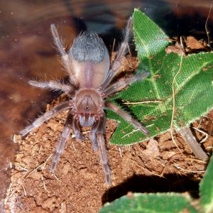 Brachypelma auratum