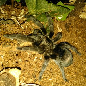 G.pulchra