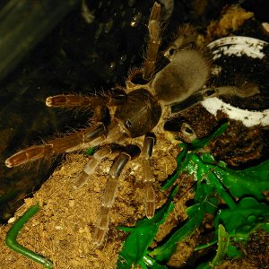 H.gigas