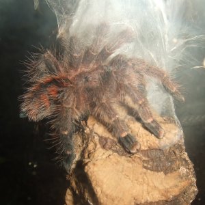 Avicularia minatrix - Autana