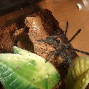 Pamphobeteus sp. machala - Cuchi