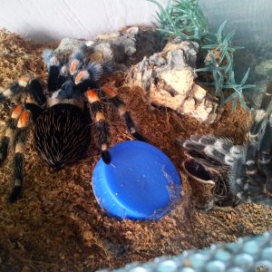 Nacho....Brachypelma Harmorii