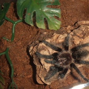 Brachypelma albopilosum Nicaraguan - Nicarao