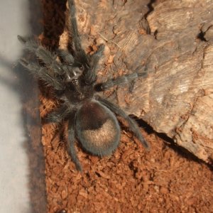 Grammostola pulchra - Massa