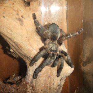 Psalmopoeus reduncus - Coffee