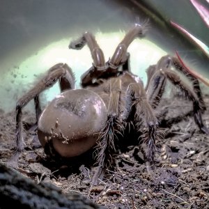 T stirmi Mini me