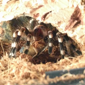 A. geniculata "Maisa" and dubia