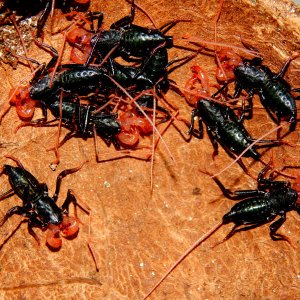 Breeding Vinegaroon (Mastigoproctus giganteus)