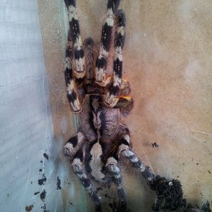 Kabira...Poecilotheria hanumavillasumica