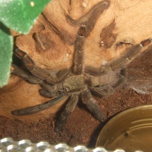 Psalmopoeus cambridgei (F) - Filette