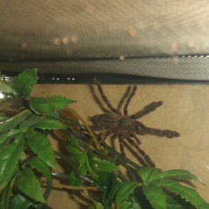 Poecilotheria ornata - Lanka