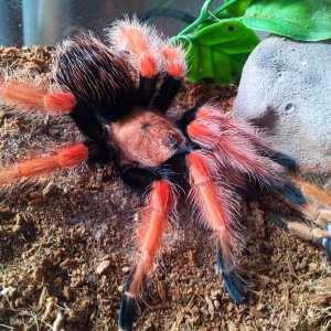 Rhapsody....Brachypelma boehmei