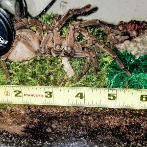 Mini me T stirmi measured