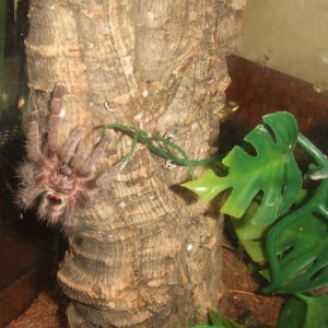 Avicularia minatrix - Autana