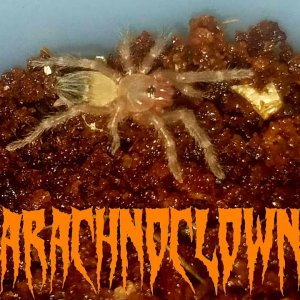 DeadlyTarantula girl unboxing