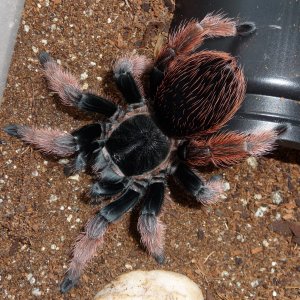 Brachypelma klaasi; 4" DLS; molt date 5-30-18; photo'd 6-1-18