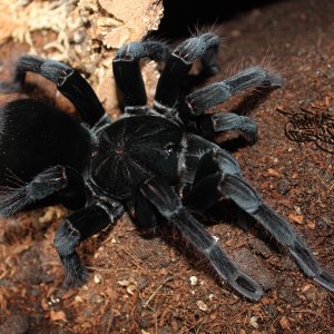 0.1 Pamphobeteus cf. antinous (Peru)