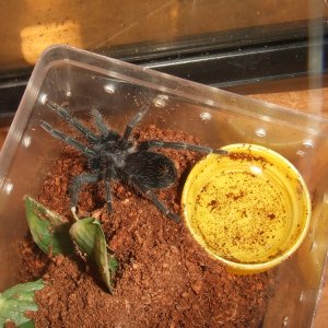 Pterinopelma sazimai - Amapa