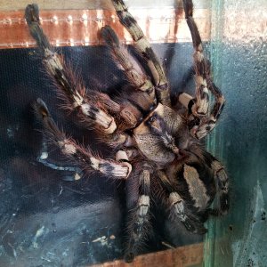 Mina..... AF Poecilotheria vittata